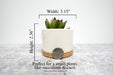 Personalized Pet Loss Succulent Gift-Maddie & Co.