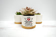 Personalized Pet Loss Succulent Gift-Maddie & Co.